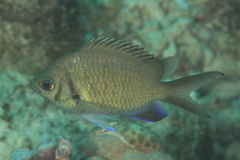 Chromis alpha