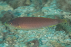 Pseudojuloides splendens