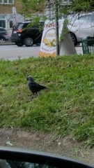 Corvus monedula