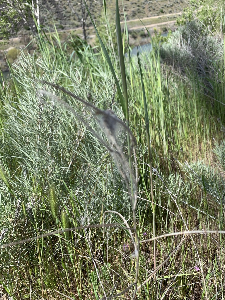 Variegated Meadowhawk From E Highway Boise Id Us On April