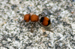 Pseudomethoca oceola