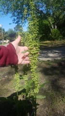 Rumex altissimus