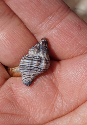 Urosalpinx cinerea image