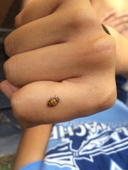 Hippodamia convergens