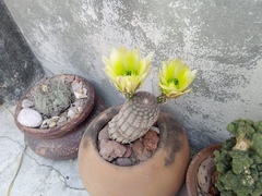 Echinocereus pectinatus rutowiorum