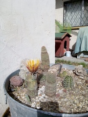 Echinocereus pectinatus rutowiorum