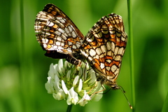 Melitaea