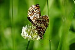 Melitaea