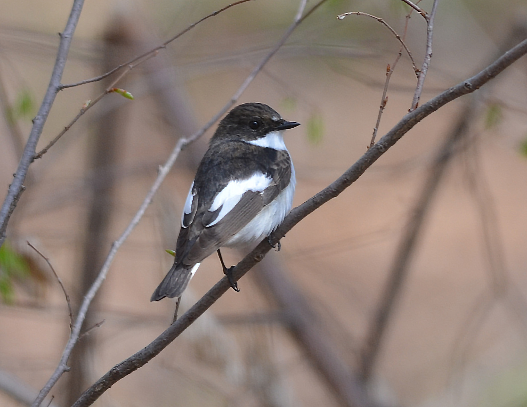 iNaturalist.org. О. Глушенков, Шемуршинский р-н Чувашия, апрель 2019