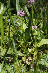 Plectritis congesta