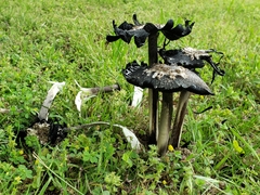 Coprinus calyptratus