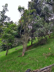 Erythrina rubrinervia