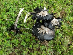 Coprinus calyptratus