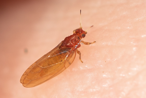 Trioza flavipennis nuotrauka