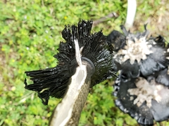 Coprinus calyptratus