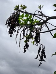 Erythrina rubrinervia