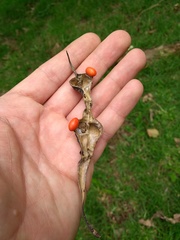 Erythrina rubrinervia