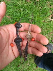 Erythrina rubrinervia