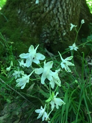 Delphinium tricorne