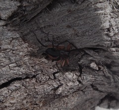 Platyoides walteri