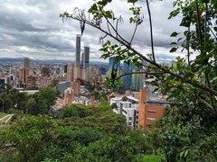 Erythrina rubrinervia