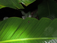 Ovachlamys fulgens