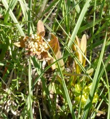 Comandra umbellata californica