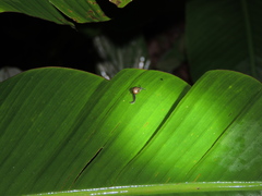 Ovachlamys fulgens