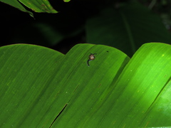 Ovachlamys fulgens
