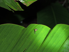 Ovachlamys fulgens