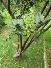 Erythrina rubrinervia