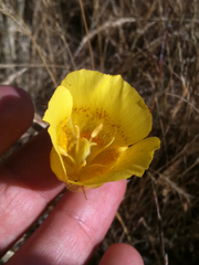Calochortus luteus