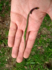 Erythrina rubrinervia