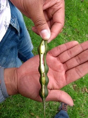 Erythrina rubrinervia