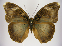 Bebearia makala