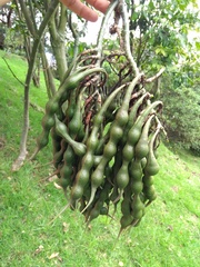 Erythrina rubrinervia