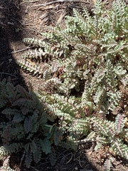 Pedicularis centranthera