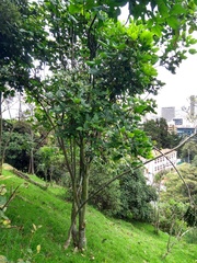 Erythrina rubrinervia