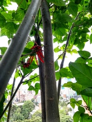 Erythrina rubrinervia