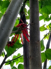 Erythrina rubrinervia