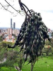 Erythrina rubrinervia