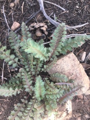 Pedicularis centranthera