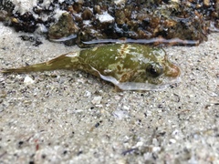 Chorisochismus dentex