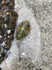 Chorisochismus dentex