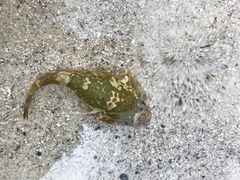 Chorisochismus dentex