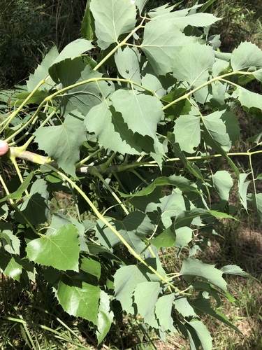 Carrot Tree