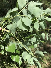 Steganotaenia araliacea araliacea
