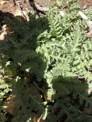 Pedicularis centranthera