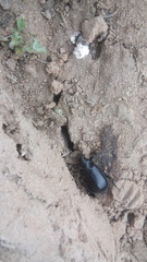 Calosoma peregrinator