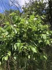 Steganotaenia araliacea araliacea